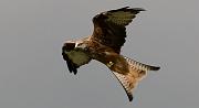 red kite10
